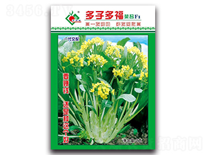 多子多福菜苔F1-菜心種子-豐裕農(nóng)業(yè)