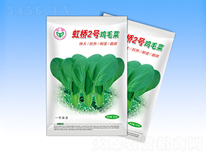 虹橋2號-青梗菜種子-天龍種業(yè)