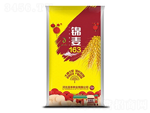 錦麥163-小麥種子-洰豐種業(yè)