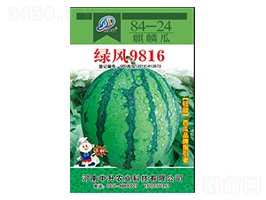 綠風(fēng)9816-西瓜種子-中升農(nóng)業(yè)