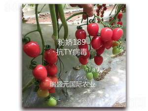 粉嬌189-櫻桃番茄種子-瑞盛元