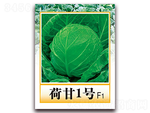 荷甘1號(hào)F1-中晚熟甘藍(lán)種子-中農(nóng)天騰