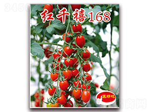 紅千禧168-櫻桃西紅柿種子-宏偉種業(yè)