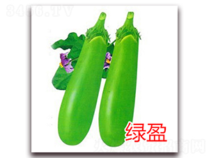 綠盈-長茄種子-億諾農(nóng)業(yè)