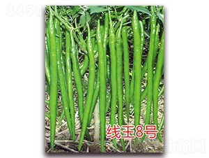 線王8號(hào)-辣椒種子-億諾農(nóng)業(yè)