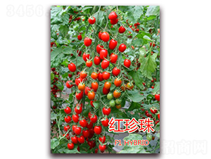 紅珍珠（大紅）-櫻桃番茄種子-億諾農(nóng)業(yè)