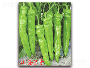 川島2號(hào)-辣椒種子-萬(wàn)宇農(nóng)業(yè)