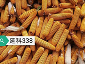 延科338-玉米種子-華成