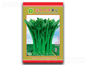 尖葉40天菜心-菜心種子-科農(nóng)