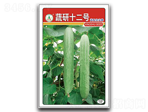 蔬研12號-黃瓜種子-興蔬種業(yè)