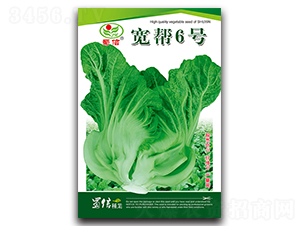 寬幫6號-青菜種子-蜀信種業(yè)