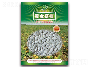 黃金搭檔-籽用西葫蘆種子-金鵬種業(yè)