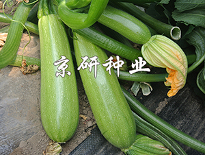 京葫11號(hào)-西葫蘆種子-京研種業(yè)