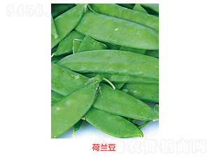 沈春荷蘭豆種子-豐華種業(yè)