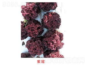 紫冠-生菜種子-豐華種業(yè)