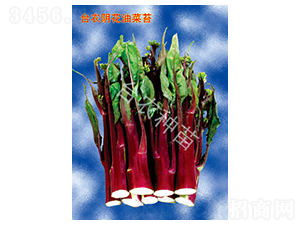 陰花油菜苔-菜苔種子-臺農(nóng)種苗