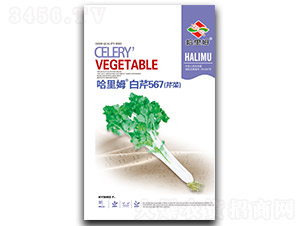 哈里姆白芹567白芹-芹菜種子-哈里姆