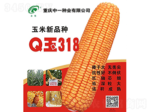 Q玉318-玉米種子-神農(nóng)科技