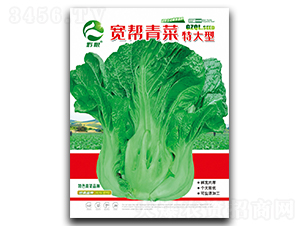 寬幫青菜（特大型）-青菜種子-良籽農(nóng)業(yè)