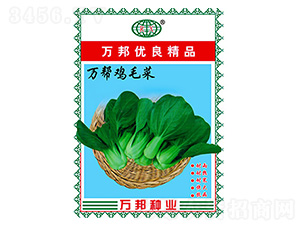 萬幫雞毛菜青梗菜種子-萬邦種業(yè)